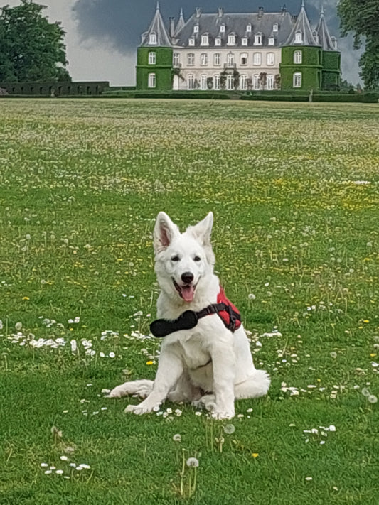 Comment bien éduquer un Berger Blanc Suisse dès son plus jeune âge