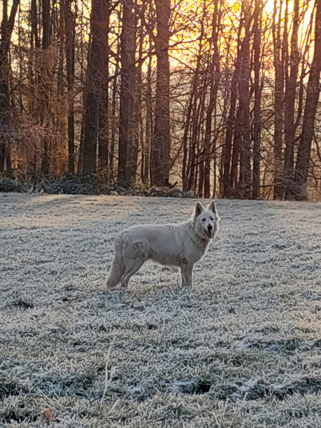 Le Berger Blanc Suisse : Un Chien d’Exception