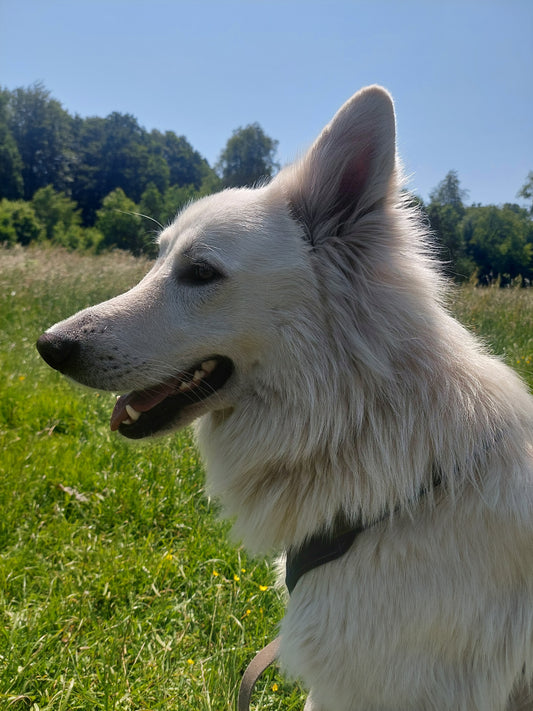 10 conseils pour prendre soin de la santé de votre Berger Blanc Suisse