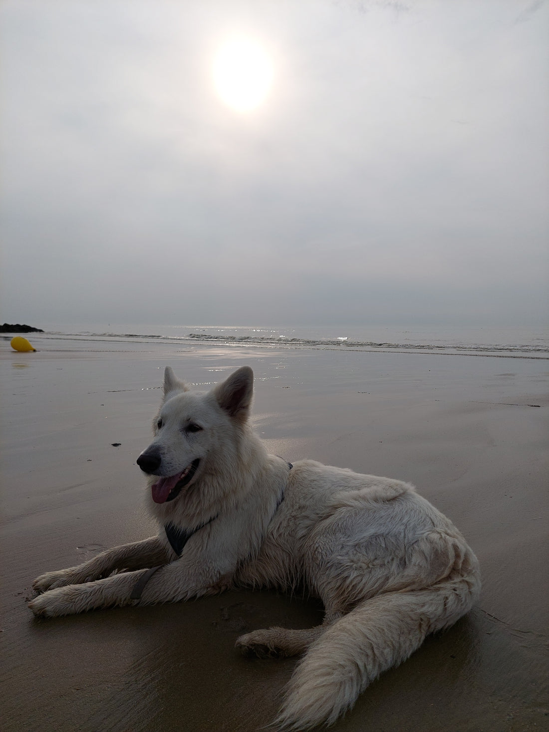 Comment Élever un Berger Blanc Suisse : Conseils pour les Propriétaires