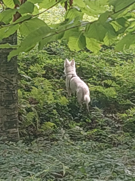 Les Activités Physiques Préférées du Berger Blanc Suisse